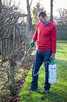 Homme appliquant un lavage d'hiver sur un pommier à l'aide d'un vaporisateur.