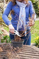 Élagage difficile d'un Hydrangea paniculata cultivé en pot - couper toutes les tiges en têtes saines à environ 25 cm de la base.