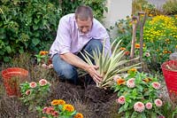 Enlever les fleurs mortes dans le parterre de fleurs et les remplacer par une plante à feuillage - le yucca.