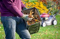 L'homme à l'aide d'une tondeuse pour recueillir et déchiqueter les feuilles tombées, prêt à mettre sur le tas de compost.