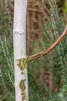 Branche inférieure à élaguer de Betula utilis var. jacquemontii - Bouleau argenté.
