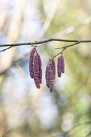 Corylus maxima Purpurea - Chatons de noisetier à feuilles violettes