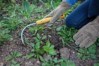 S'agenouiller pour utiliser un outil de désherbage manuel pour éliminer les petites mauvaises herbes annuelles, notamment le chardon des champs, le séneçon, le pissenlit et le bec de grue