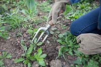 S'agenouiller pour utiliser une fourchette à main pour retirer les petites mauvaises herbes annuelles, notamment le chardon des champs, le pissenlit et le bec de grue