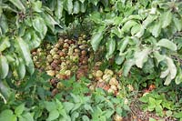 Masse de pommes au vent, Malus domestica 'Grenadier', sous un arbre court. C'est une mauvaise pratique, car elle encourage les rats et les maladies, la plupart de ces pommes ont la pourriture brune.