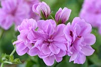 Pelargonium 'Precision Bright Lilac' Precision Series - Trailing Ivy leaved Geranium