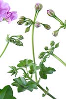Pelargonium 'Precision Bright Lilac' Precision Series - Trailing Ivy leaved Geranium