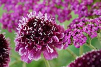 Scabiosa atropurpurea 'Beaujolais Bonnets' - Fleur de coussin 'Beaujolais Bonnets' et Achillea millefolium 'Lilac Beauty' - Yarrow 'Lilac Beauty'