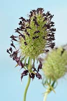 Scabiosa atropurpurea 'Beaujolais Bonnets' - Pépinière à fleurs 'Beaujolais Bonnets' Seedheads