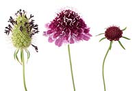 Scabiosa atropurpurea 'Beaujolais Bonnets' - Fleur de coussin 'Beaujolais Bonnets' Seedhead, fleur et bourgeon.