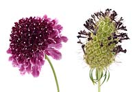 Scabiosa atropurpurea 'Beaujolais Bonnets' - Fleur de coussin 'Beaujolais Bonnets' Tête de semence et fleur