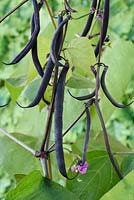 Phaseolus vulgaris 'Tipi violet' - Haricot français nain 'Tipi violet'