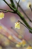 Chimonanthus praecox luteus - jaune wintersweet
