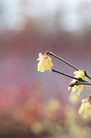 Chimonanthus praecox 'Luteus' - Jaune Wintersweet