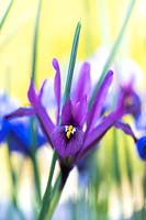 Iris reticulata 'JS Dijt' - Iris 'JS Dijt '