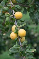 Prunus insititia - damson blanc - fruits suspendus à une branche