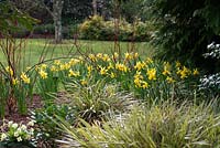 Cornus alba Baton Rouge 'Minbat' planté de Narcisse 'February Gold' et Carex morrowii 'Fisher's Form '.