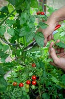 Enlever les feuilles des plants de tomates pour laisser entrer plus de soleil et encourager la maturation