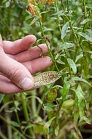 Recherche de rouille - Puccinia antirrhini - sur le dessous des feuilles des Antirrhinums - mufliers