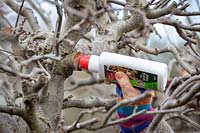 Utilisation de phoque sur les coupes fraîches d'un arbre fruitier taillé pour prévenir l'infection