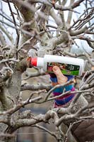 Utilisation de phoque sur les coupes fraîches d'un arbre fruitier taillé pour prévenir l'infection