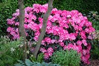 Rhododendron 'Fantastica '. Le Morgan Stanley Garden pour le NSPCC, RHS Chelsea Flower Show 2018