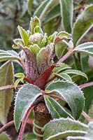 Helleborus x sternii - l'hellébore hybride de Stern - en gelée.