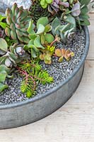 Plantes succulentes mixtes dans trois pots en métal affichés dans un plateau en métal avec du gravier entouré d'articles de bord de mer