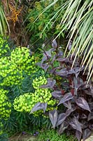 Persicaria microcephala 'Red Dragon' avec Euphorbia