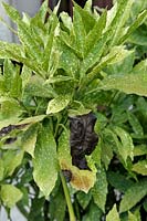 Aucuba japonica avec des taches noires sur le feuillage causées par le soleil