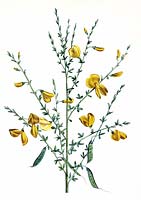 Cytisus scoparis - balai commun - illustration botanique du botaniste et peintre Pierre-Joseph Redoute