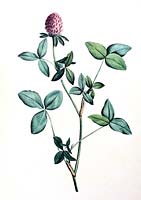 Trifolium pratense - trèfle rouge - illustration botanique du botaniste et peintre Pierre-Joseph Redoute