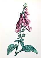Digitalis purpurea - digitale violette - illustration botanique du botaniste et peintre Pierre-Joseph Redoute