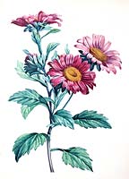 Callistephus chinensis - Chine illustration botanique d'aster par le botaniste et peintre Pierre-Joseph Redoute