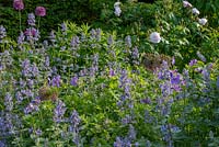Parterre de fleurs avec Nepeta grandiflora 'Summer Magic', Allium 'Purple Sensation' et Geranium magnificum - Géranium rustique.