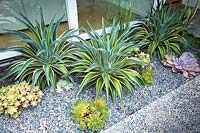 Agave desmettiana 'Variegata' et autres plantes succulentes plantées dans un parterre de gravier dans un jardin californien.