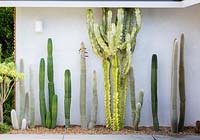 Affichage des cactus matures et des plantes succulentes dans le jardin californien. Conçu par Falling Waters Landscape, inc Ryan Prange, New Port Beach, Californie, États-Unis.