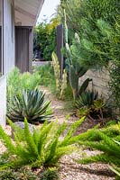 Vue vers le bas de parterre de gravier planté de grandes plantes succulentes et de cactus établis. Jardin conçu par Falling Waters Landscape, inc Ryan Prange, New Port Beach, Californie, USA.