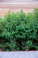 Prunus lusitanica - laurier du Portugal - à côté d'une clôture horizontale