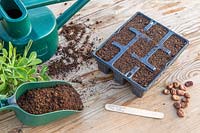 Outils et matériaux pour planter des graines de haricot dans des modules de semences en plastique.