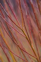 Tiges de Salix alba 'Britzensis'