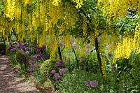 Le tunnel de Laburnum au Dorothy Clive Garden, avec des alliums et des balles topiaires en boîte qui bordent le parcours.