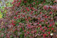 Viburnum plicatum f. tomentosum 'Dart's Red Robin '