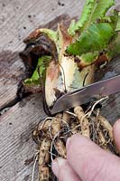 Personne prenant des boutures de racines d'une Primula denticulata - Primula à tête de tambour