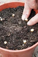 Planter des boutures de racines d'une Primula denticulata - Primula à tête tambour - en pot de compost.