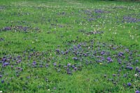 Prunella vulgaris - Self Heal - naturalisé dans la pelouse.
