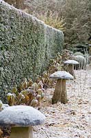 Ligne de pierres de cheval en forme de champignon et d'hortensias givrés par Taxus - Haie d'if.