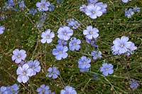 Lithodora diffusa 'Heavenly Blue' - Violet Gromwell 'Heavenly Blue'