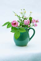 Fleurs de Rosa 'Raubritter' 'Macrantha' hybride dans un pot en céramique sur fond uni.