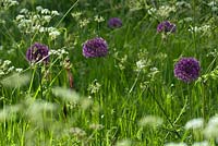 Allium 'Purple Sensation' dans les hautes herbes avec Anthriscus sylvestris - persil de vache